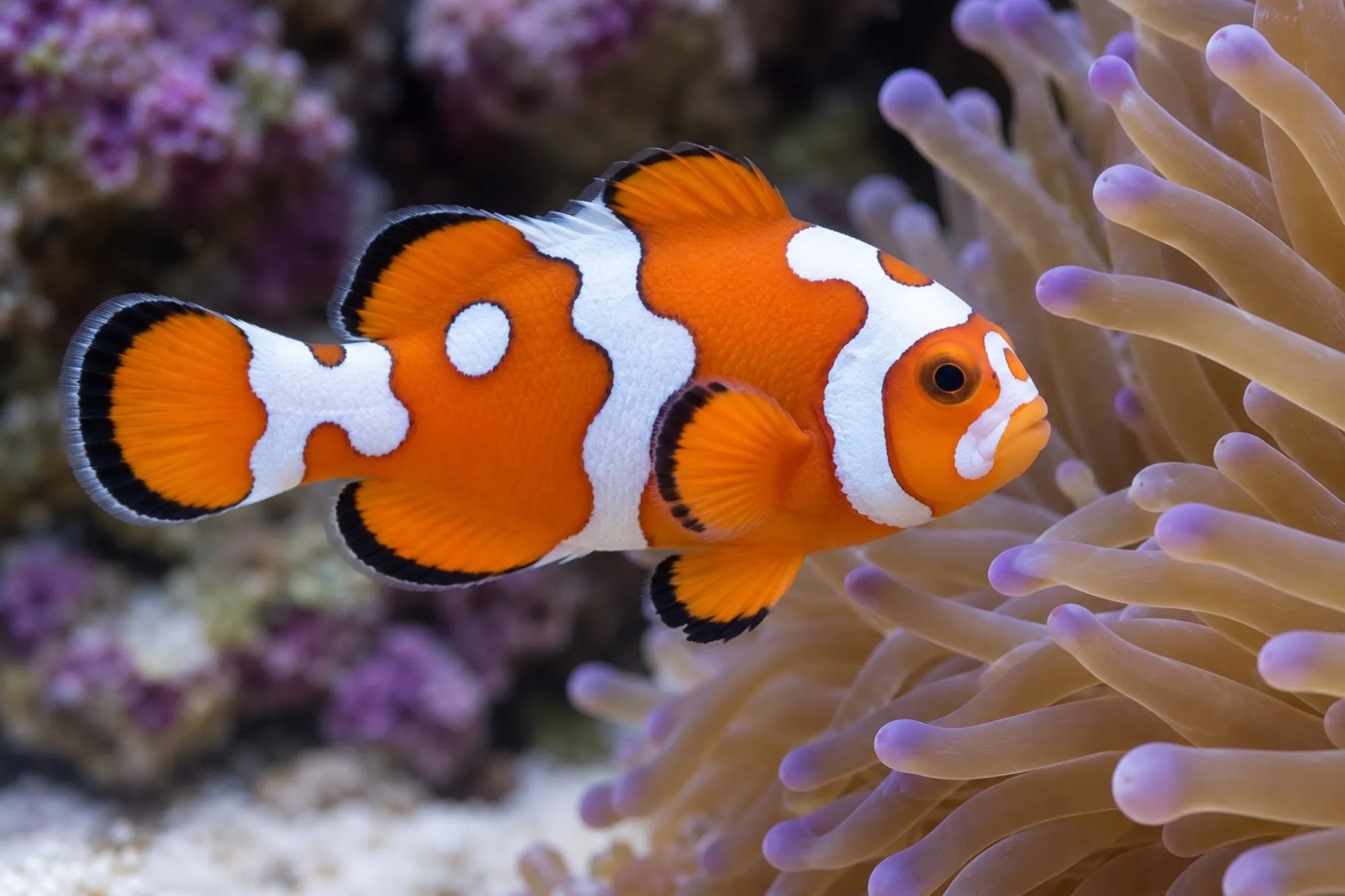 Ocellaris-Clownfisch „Premium Gladiator“ Nachzucht, Amphiprion ocellaris