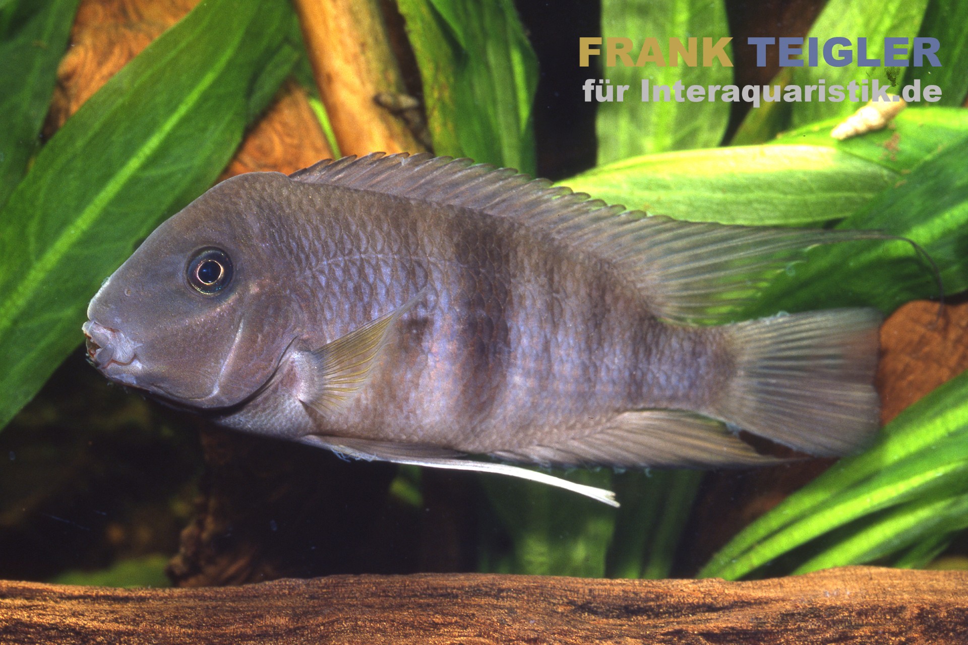 Nicaragua-Maulripper, Neetroplus nematopus (Hypsophrys nematopys)