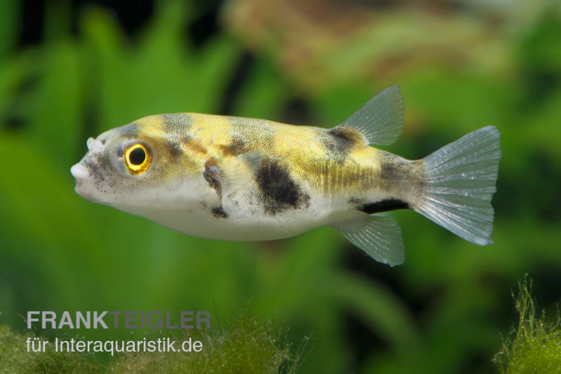 Papagei-Süsswasserkugelfisch, Colomesus asellus (Rarität)