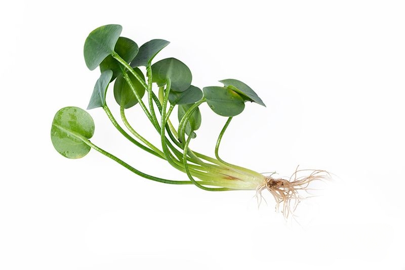 Seerosenähnlicher Wassermohn, Hydrocleys nymphoides, 2 Stück lose Pflanzen