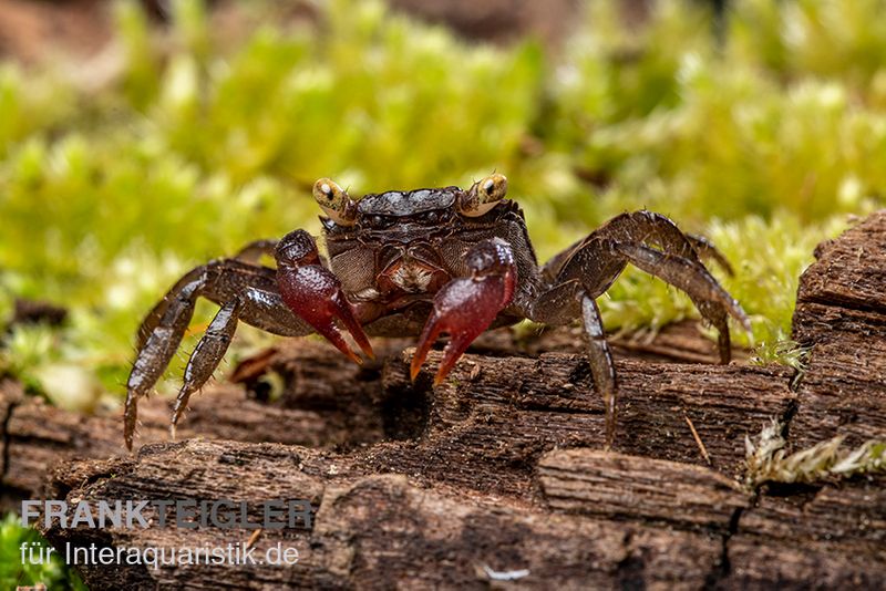 Blue Devil Vampirkrabbe, Geosesarma dennerle sp. blue, Zufällig ausgewählt