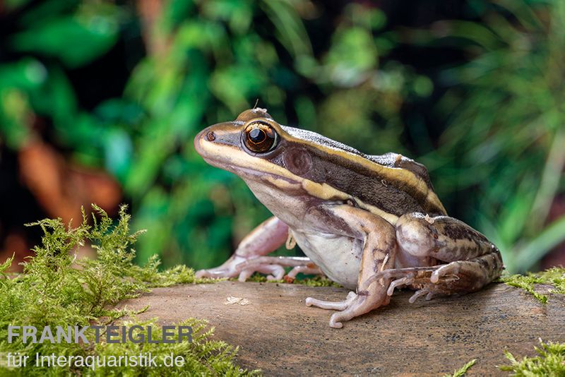 Galam Weißlippen-Frosch, Amnirana galamensis