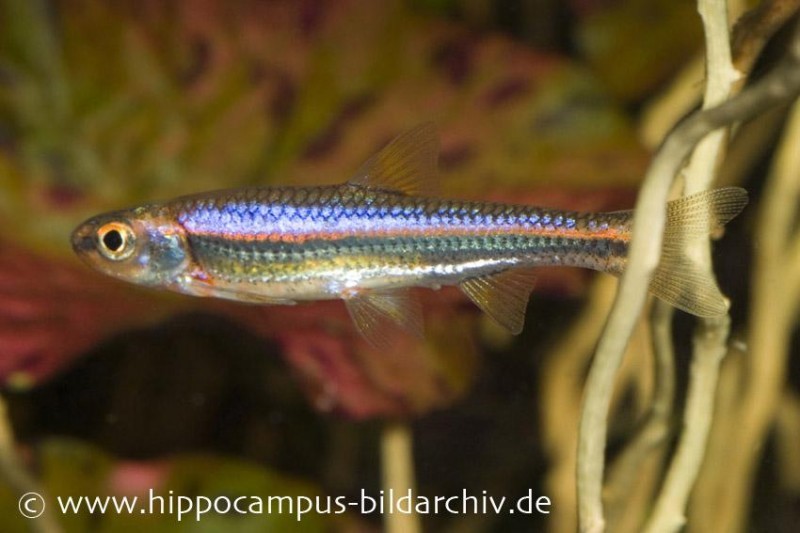 Regenbogenelritze, Notropis chrosomus (Kaltwasser & Warmwasser), DNZ