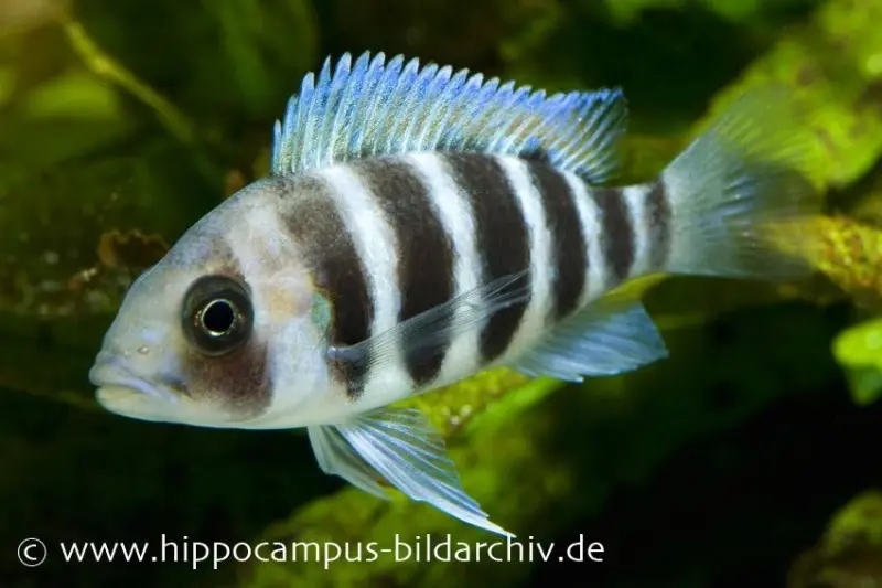 Tanganjika-Beulenkopf, Cyphotilapia frontosa "Burundi"
