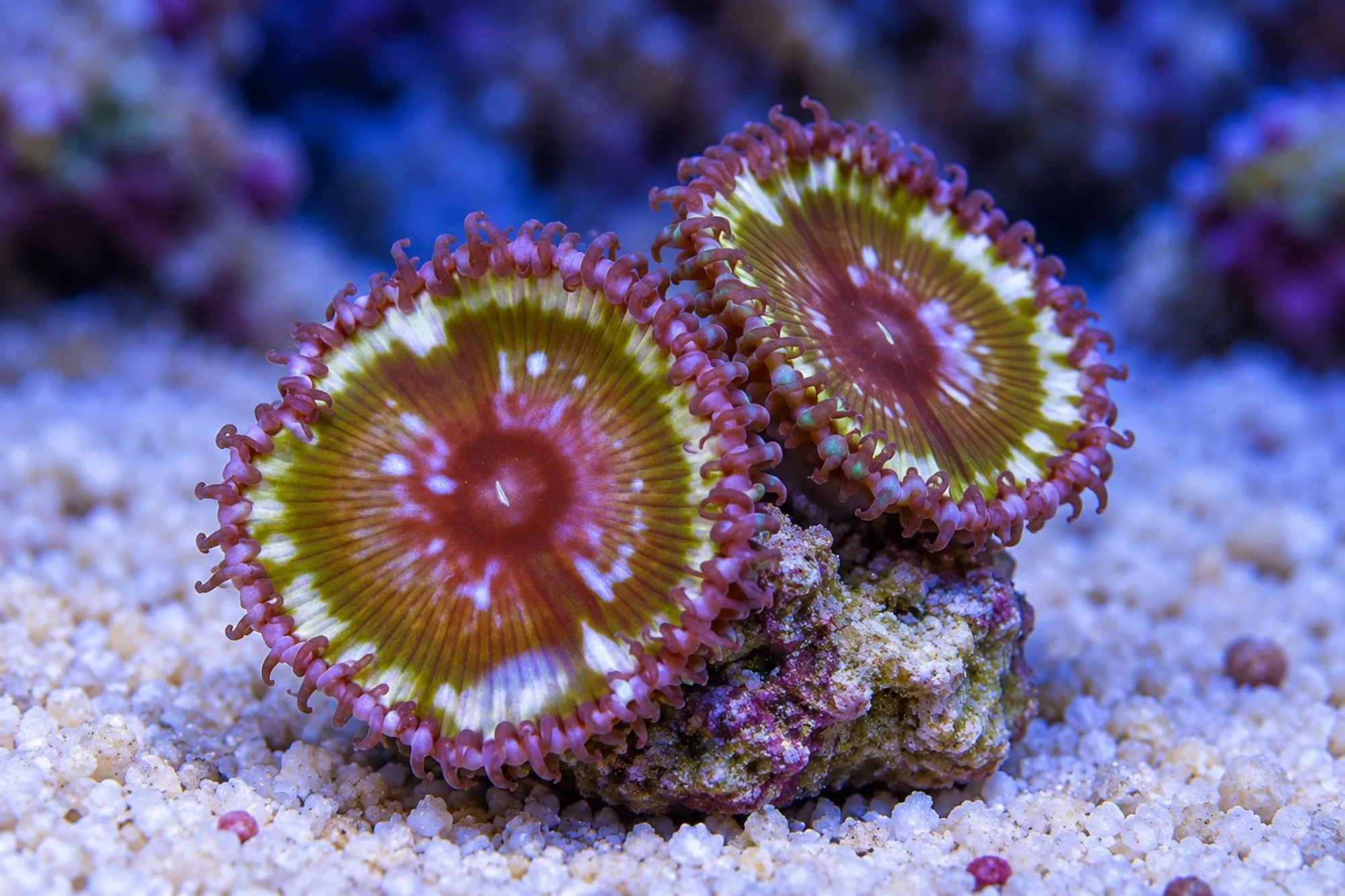 Riesen-Krustenanemone „Marmoriert“ (Nachzucht), Palythoa grandis, ca. 1–2 Polypen