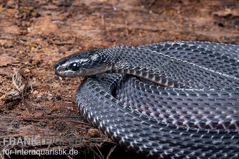 Südliche Feilennatter, Mehelya capensis