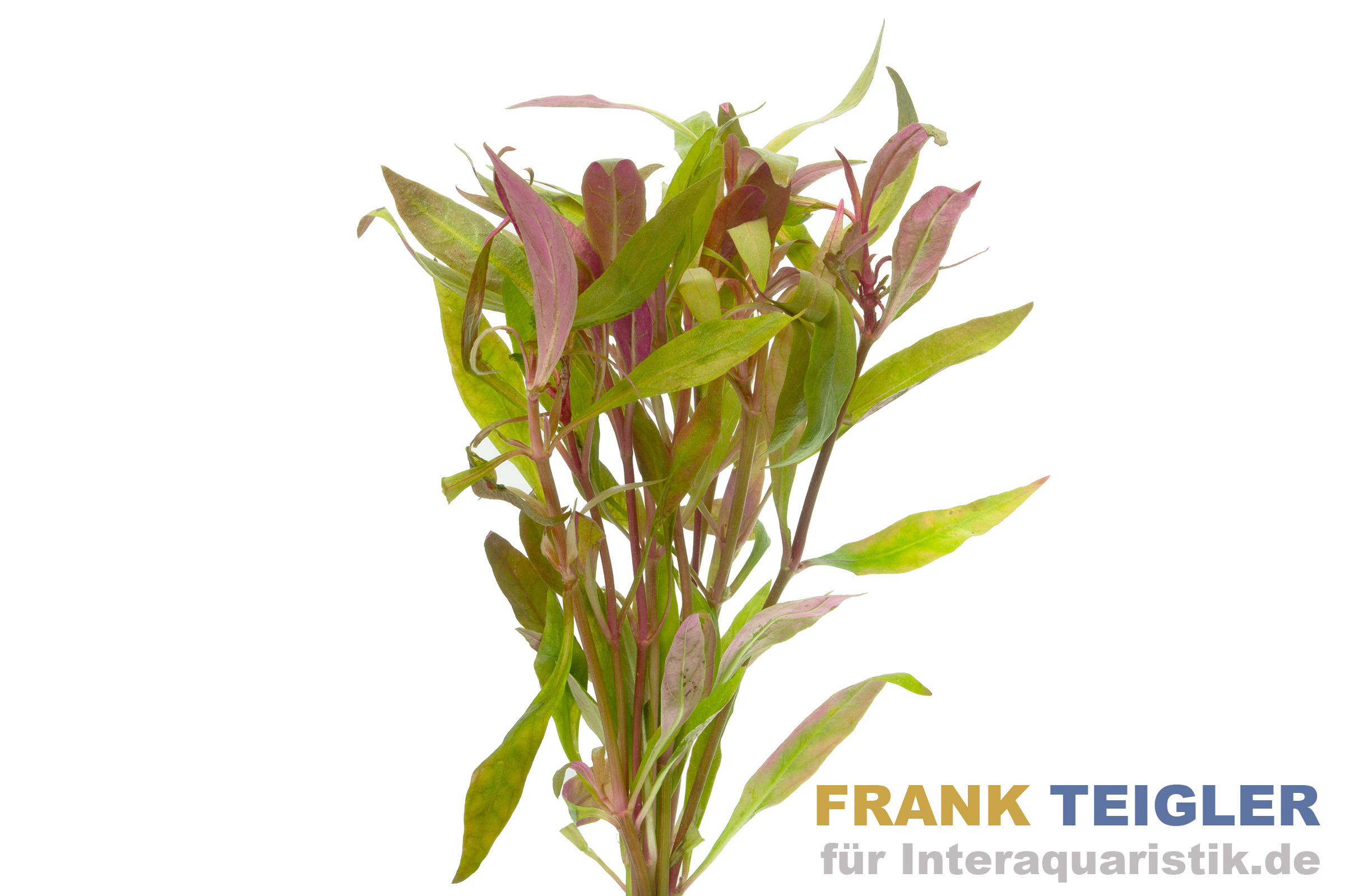 Kleines Papageienblatt, Alternanthera reineckii, Bund