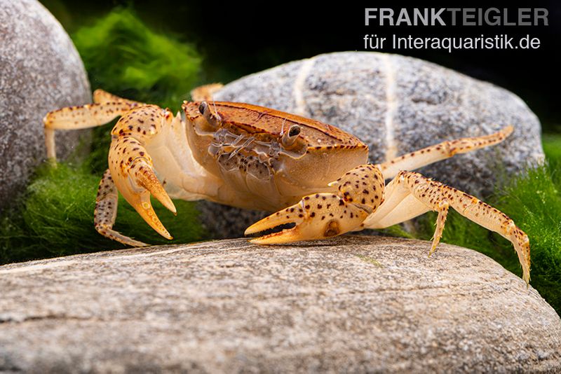 Linsenkrabbe, Parathelphusa cf. convexa, Zufällig ausgewählt