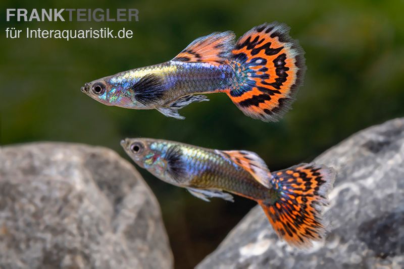 Big Ear Red Mosaic Guppy, Poecilia reticulata, Männchen