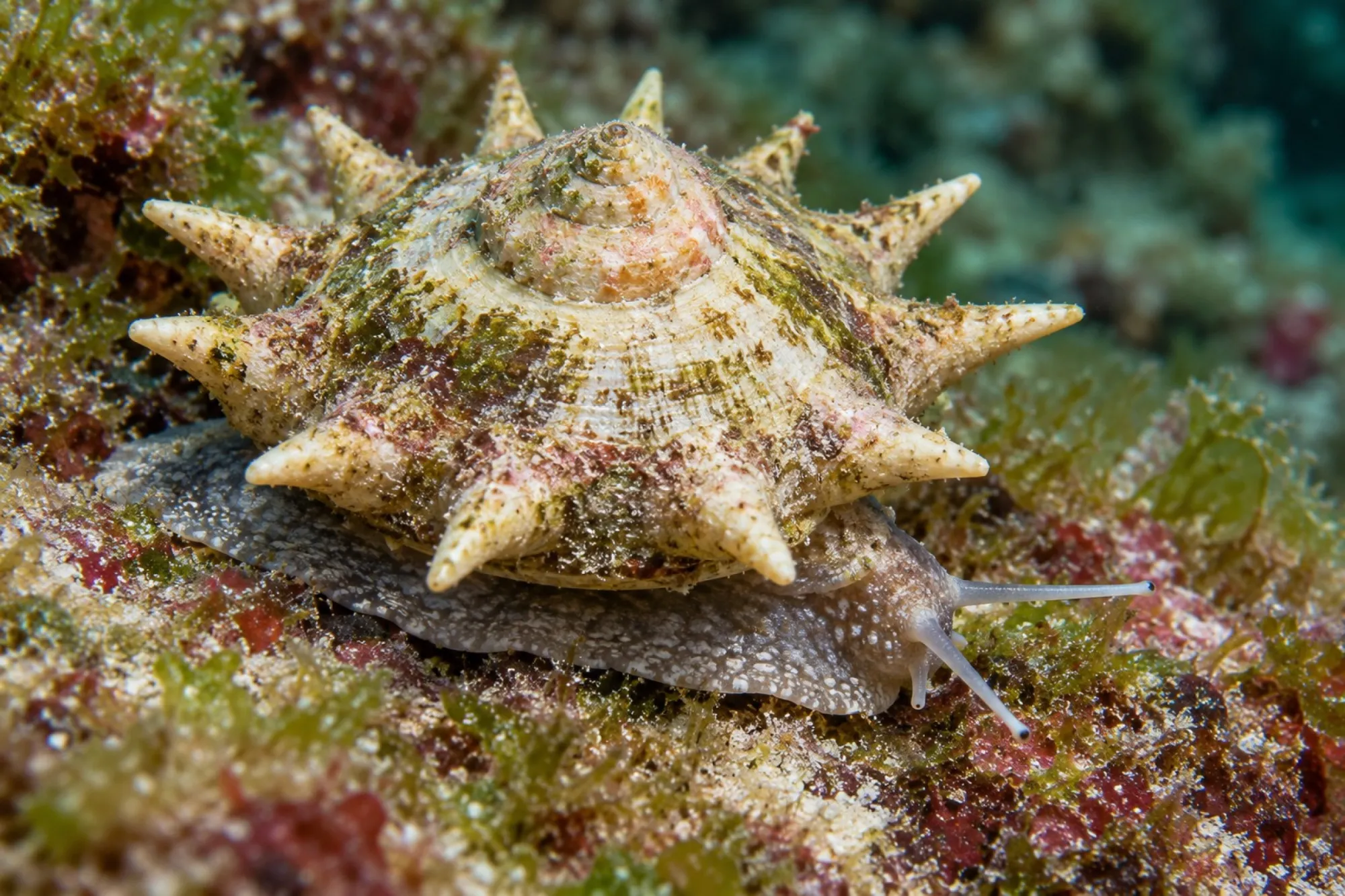 Karibische Sternschnecke, Lithopoma phoebium