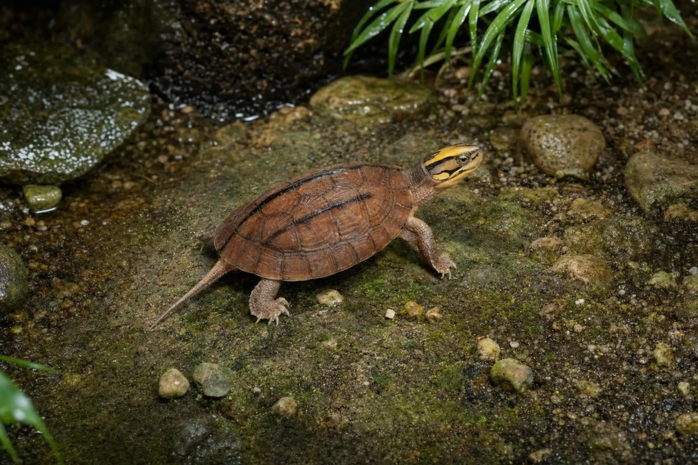 Dreistreifen-Scharnierschildkröte aus Nachzucht, Cuora trifasciata