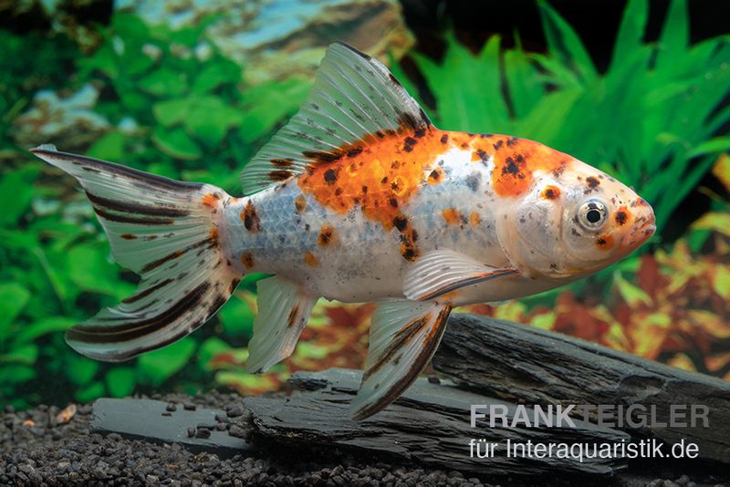 Shubunkin blue, Carassius auratus (Kaltwasser)