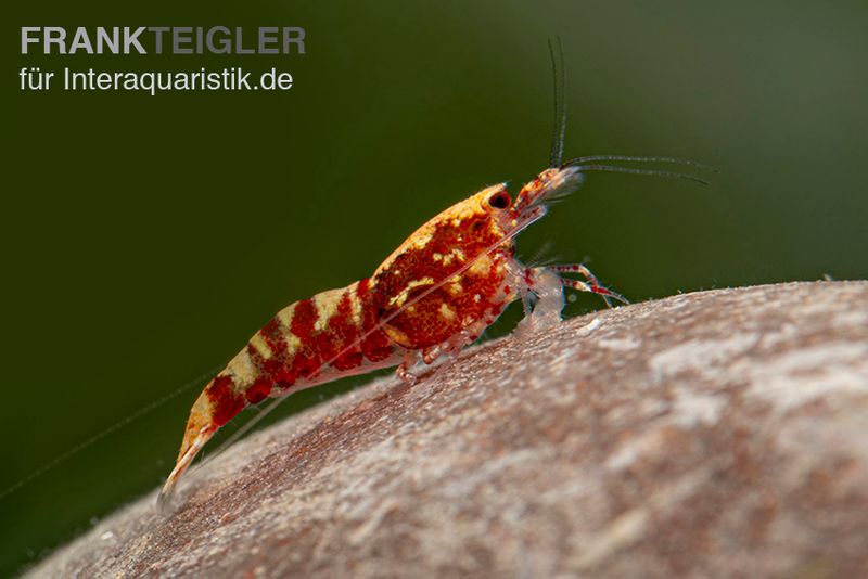 Red Galaxy Garnele Mix, Caridina spec. "Red Galaxy"