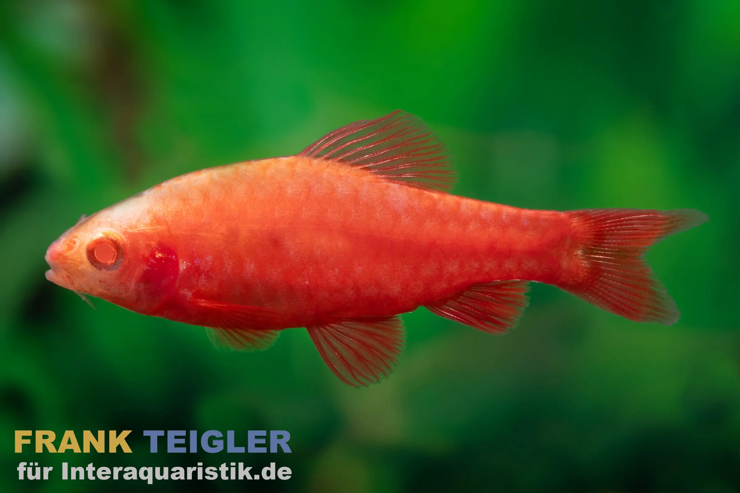 Albino Bitterlingsbarbe Super Red, Rohanella titteya