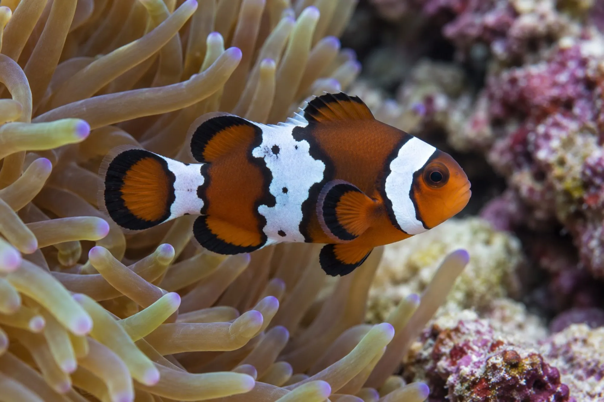 Ocellaris-Clownfisch „Black Ice“ Nachzucht, Amphiprion ocellaris