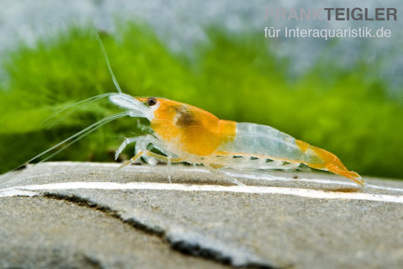 Orange Rili Garnele, Neocaridina davidi [10+1 GRATIS]