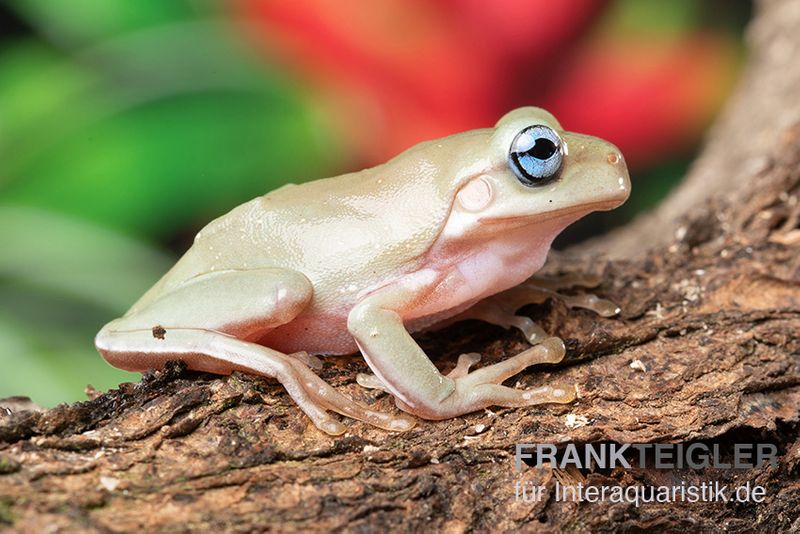 Korallenfinger-Laubfrosch "Blue Eye", Litoria caerulea