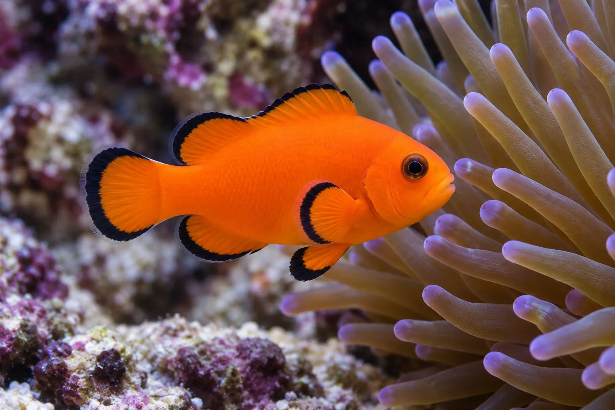 Ocellaris-Clownfisch „Naked“ Nachzucht, Amphiprion ocellaris