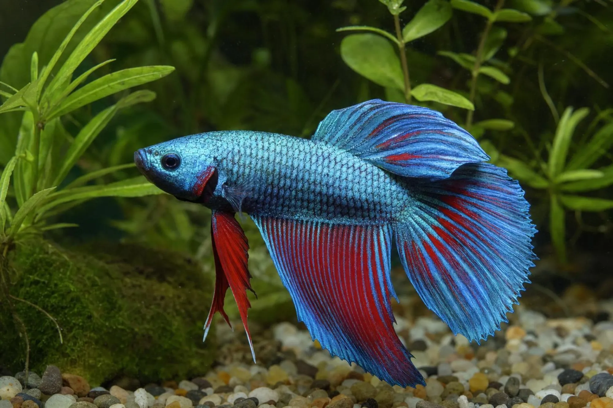 Avatar-Kampffisch Männchen, Betta splendens
