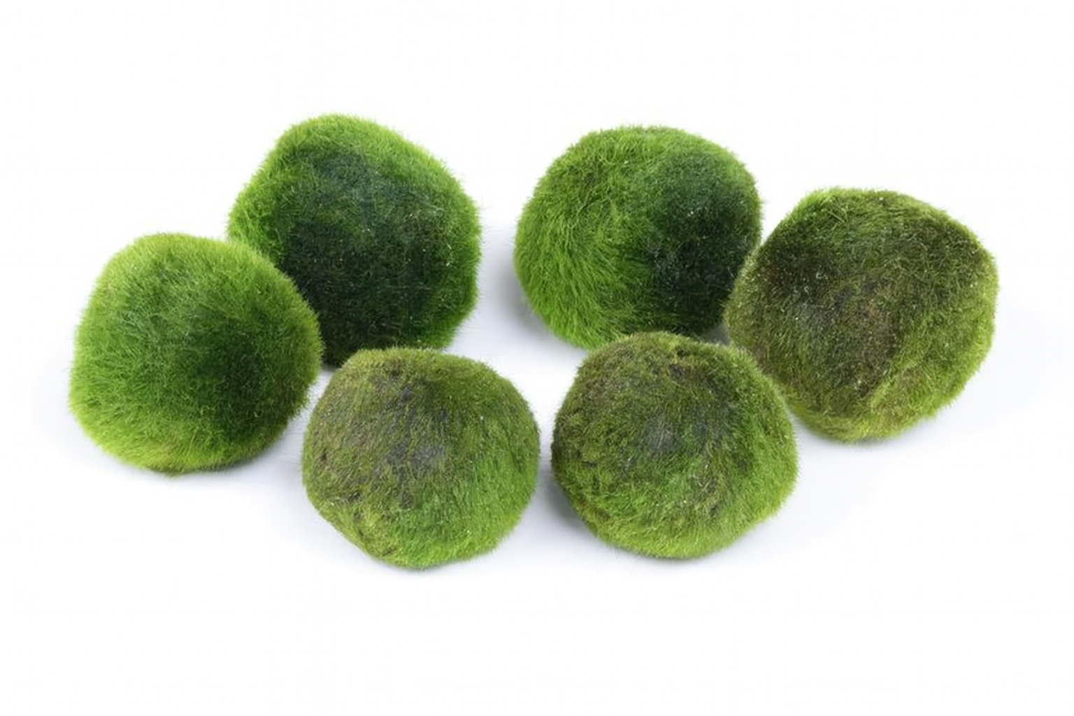 Mega Mossball Mix: 6× Mooskugel, Cladophora aegagropila (S–L)