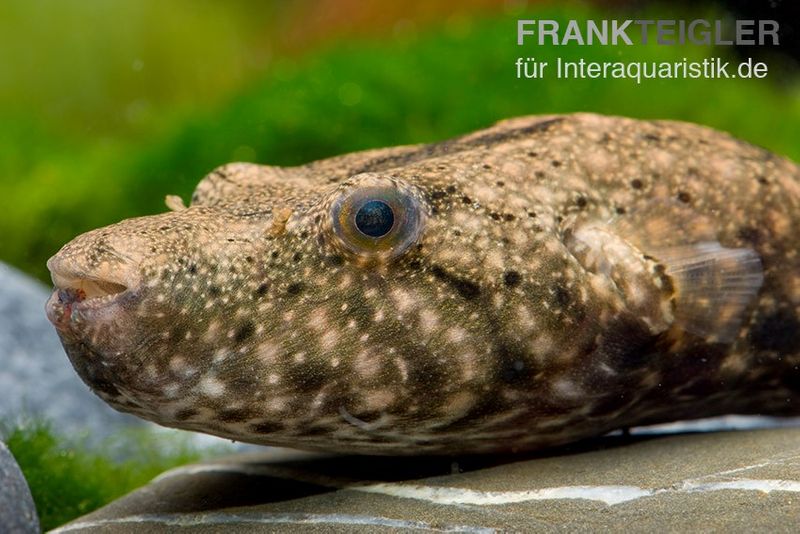 Mekong-Kofferkugelfisch, Tetraodon suvattii