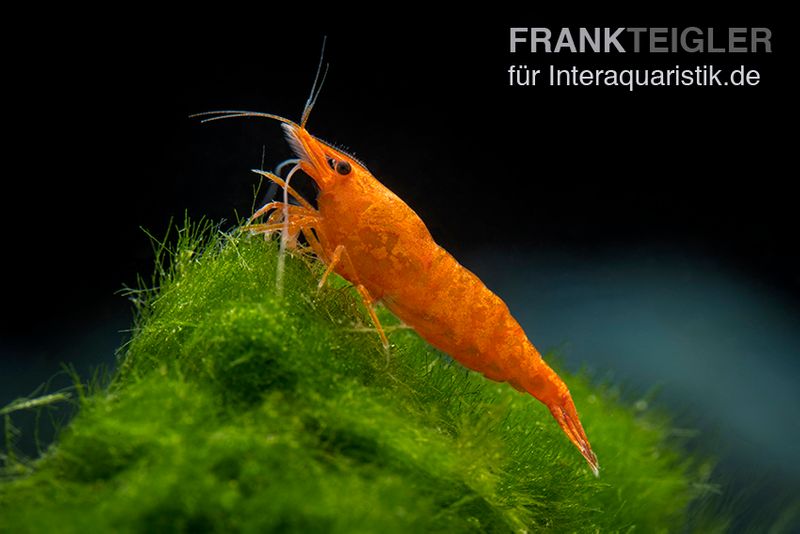 Bloody Orange Garnele, Neocaridina davidi