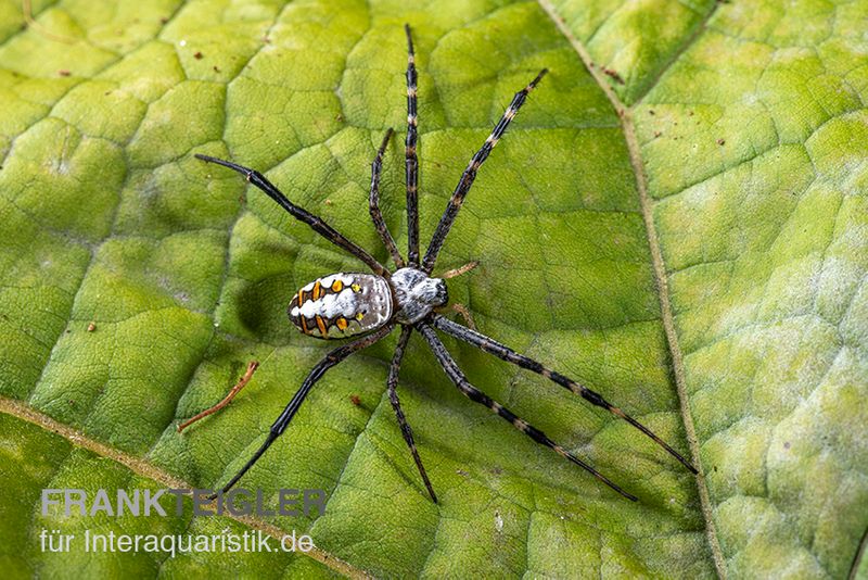 Grass Cross Spider, Argiope catenulata (Wespenspinne)