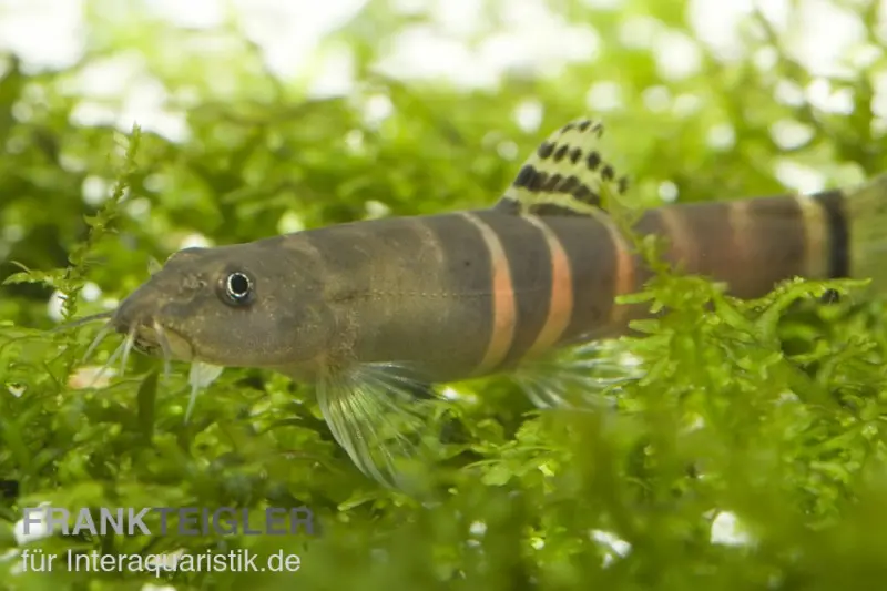 Orangegürtel-Schmerle, Schistura balteata, 3-5 cm