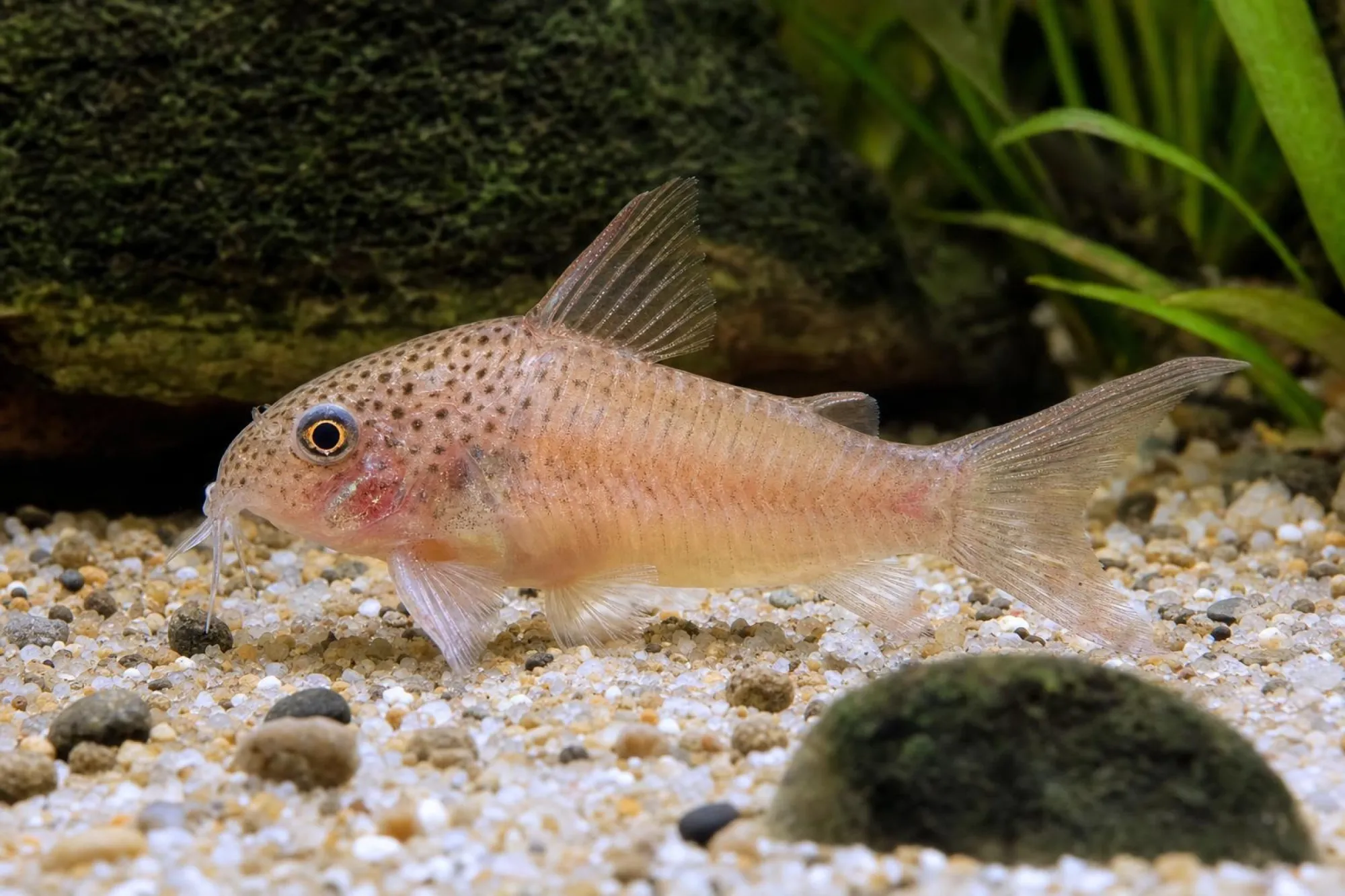 Vielpunkt-Panzerwels, Hoplisoma polystictum