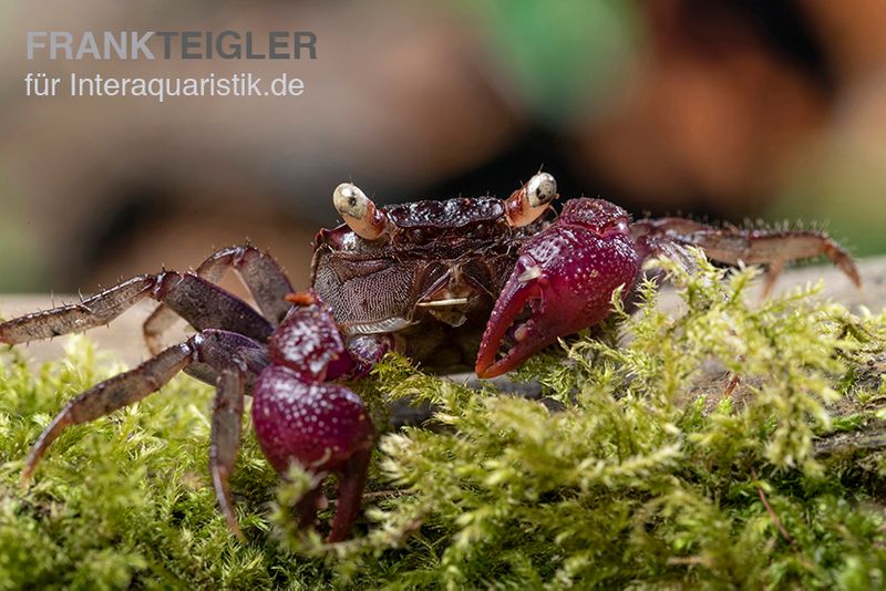 Blue Devil Vampirkrabbe, Geosesarma dennerle sp. blue, Paar (1 Männchen + 1 Weibchen)