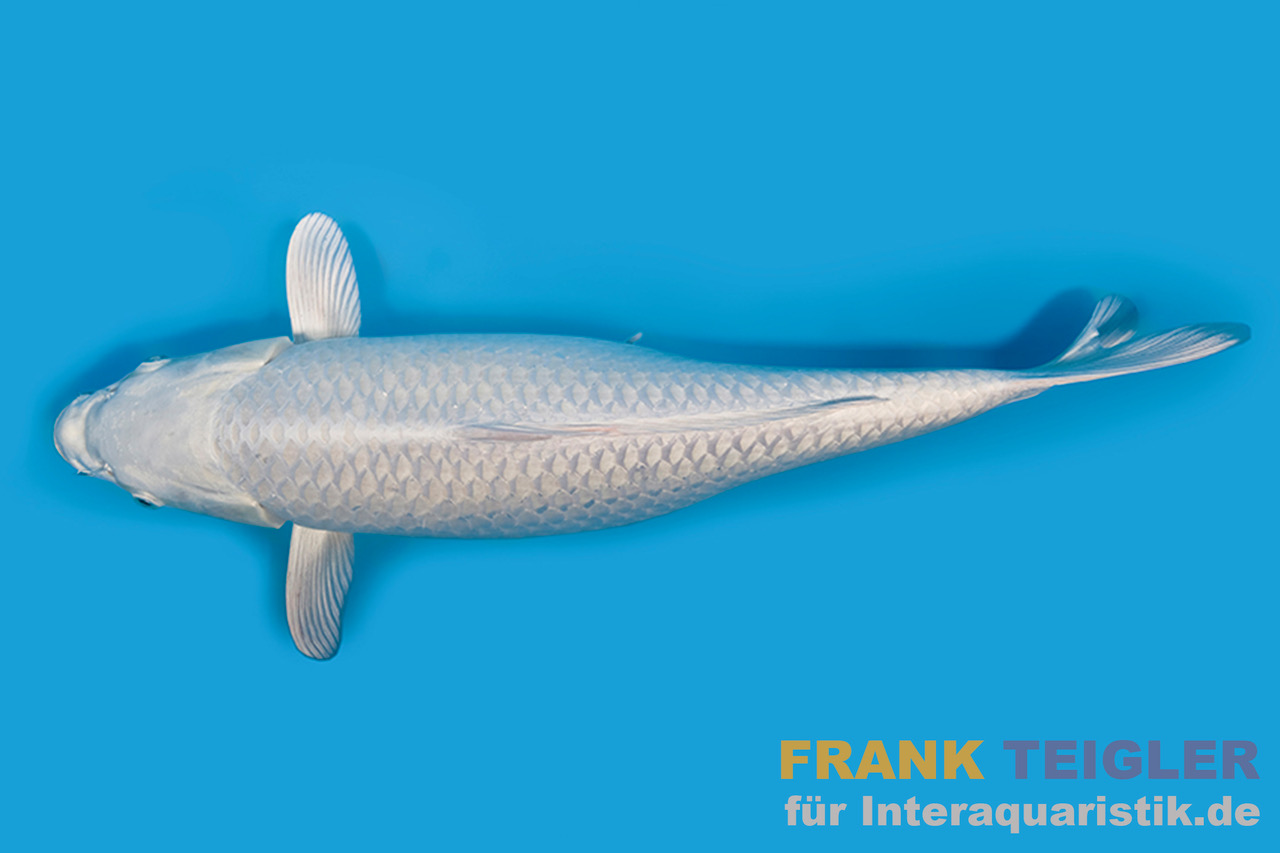 Japan Koi Tanaka Tosai Platin Ogon, Cyprinus carpio, 15-18 cm