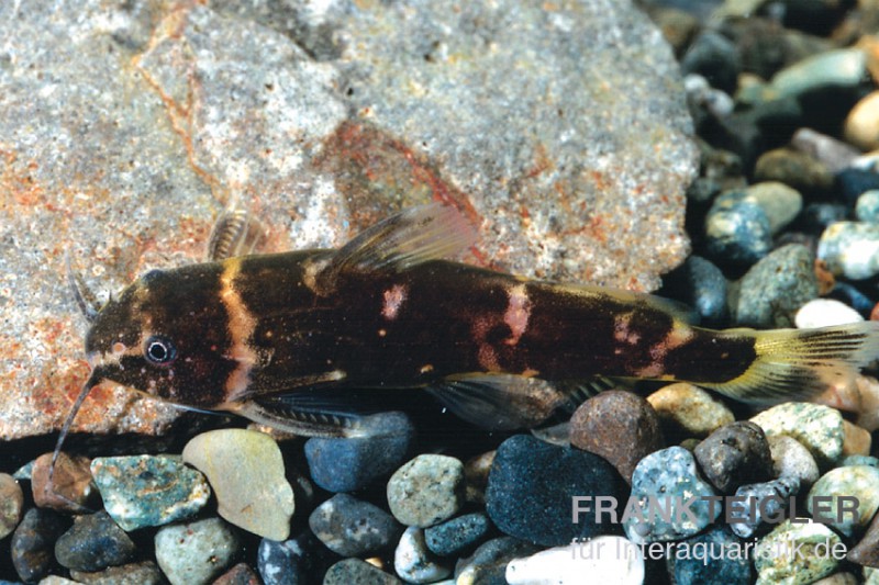 Zwergfiederbartwels, Microsynodontis batesii