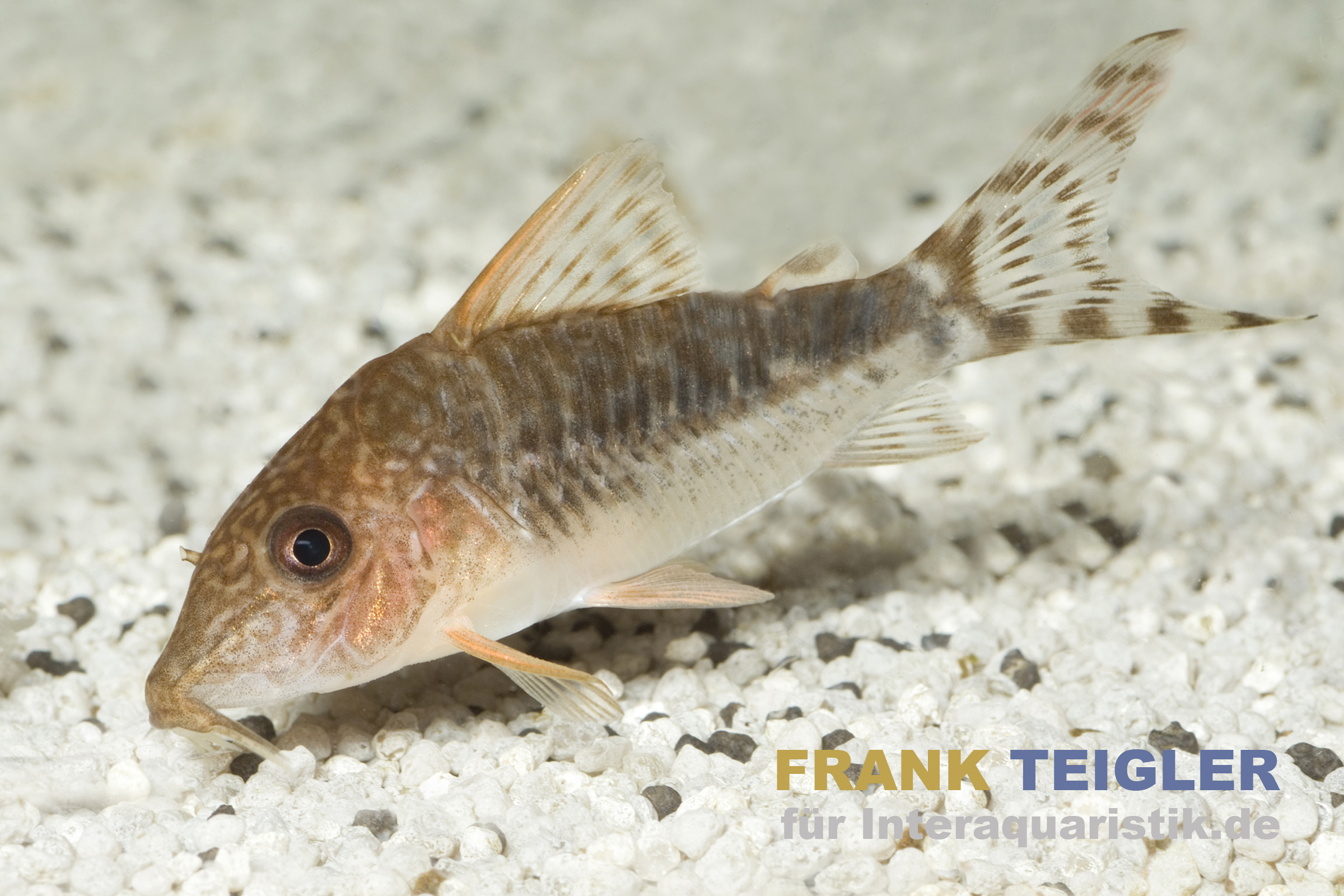 Nahaufnahme eines Corydoras Panzerwels auf einem hellen Kiesbett im Aquarium
