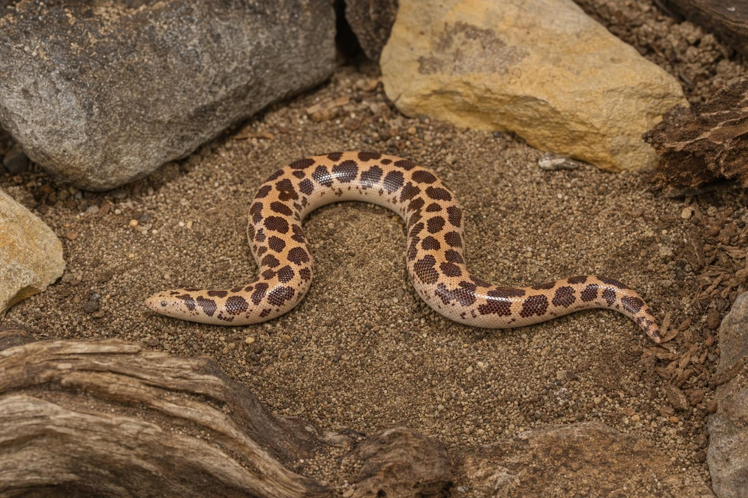 Kenia-Sandboa, Gongylophis c. loveridgei