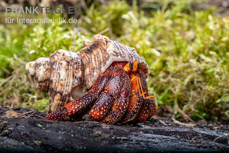 Lava-Landeinsiedlerkrebs, Coenobita sp. Lava (Größe XL)