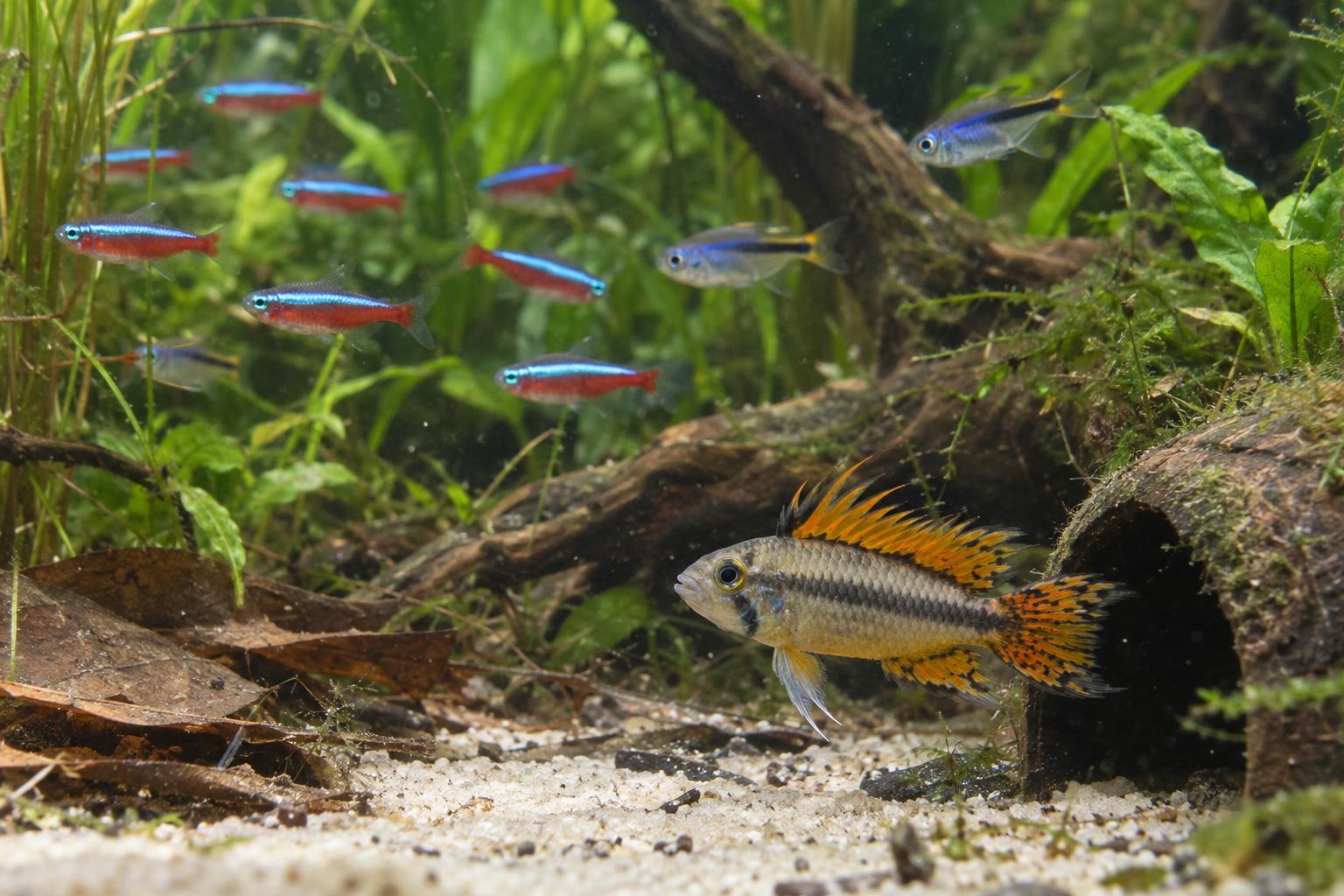 Frisch aus Tschechien: neue Aquarienbewohner in Biedenkopf