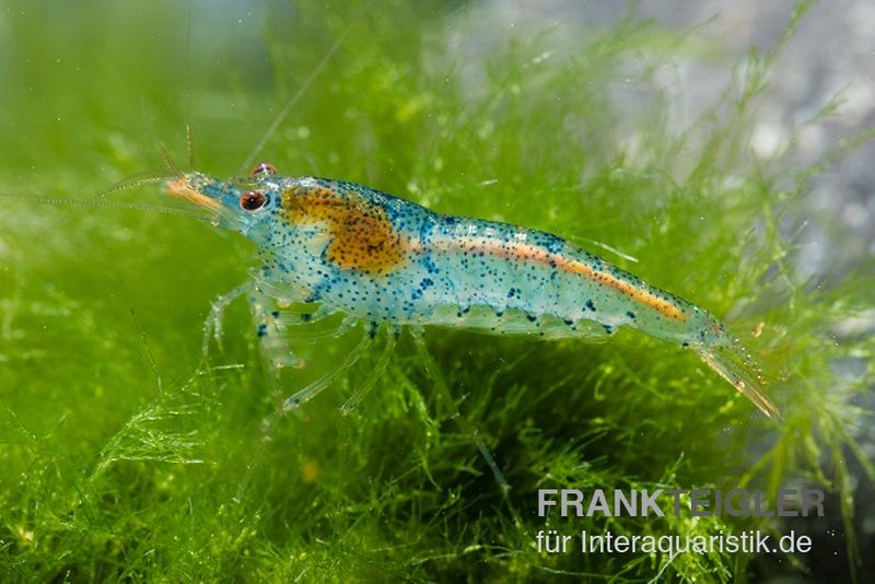 Aura Blue Garnele, Neocaridina davidi "Aura Blue"