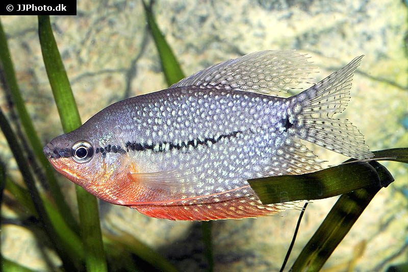 Mosaikfadenfisch, Trichogaster leeri