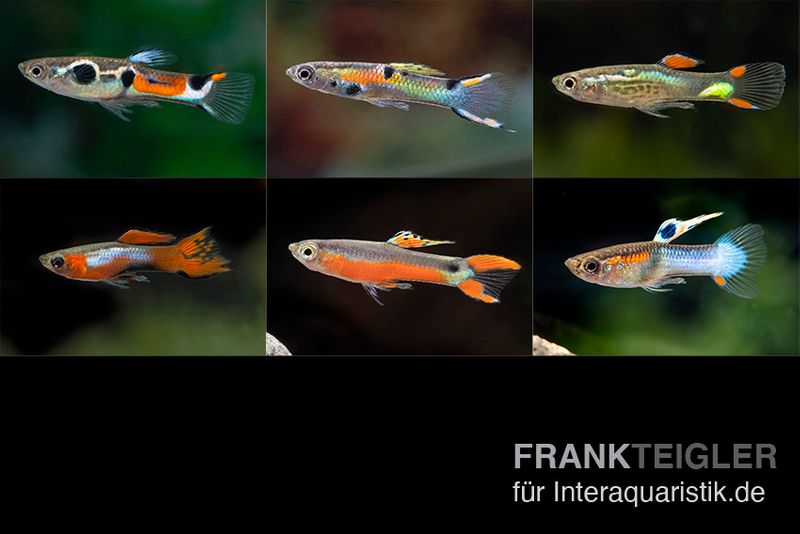 Endler-Guppy Männchen Farbmix, Poecilia wingei