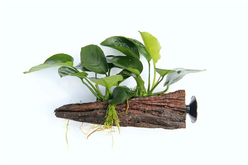 Anubias barteri auf Wurzel mit Sauger, ca. 16x7x15 cm