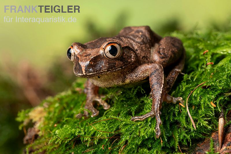 Brauner Waldsteiger, Leptopelis millsoni