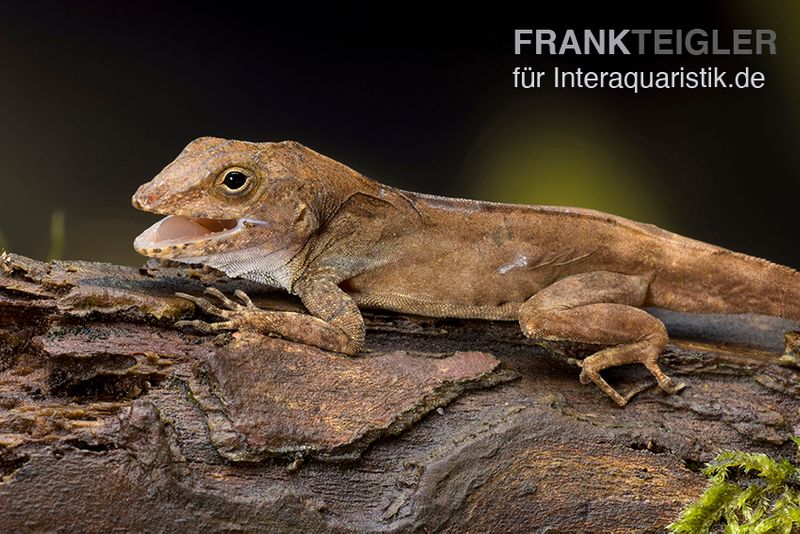 Kammanolis, Anolis cristatellus