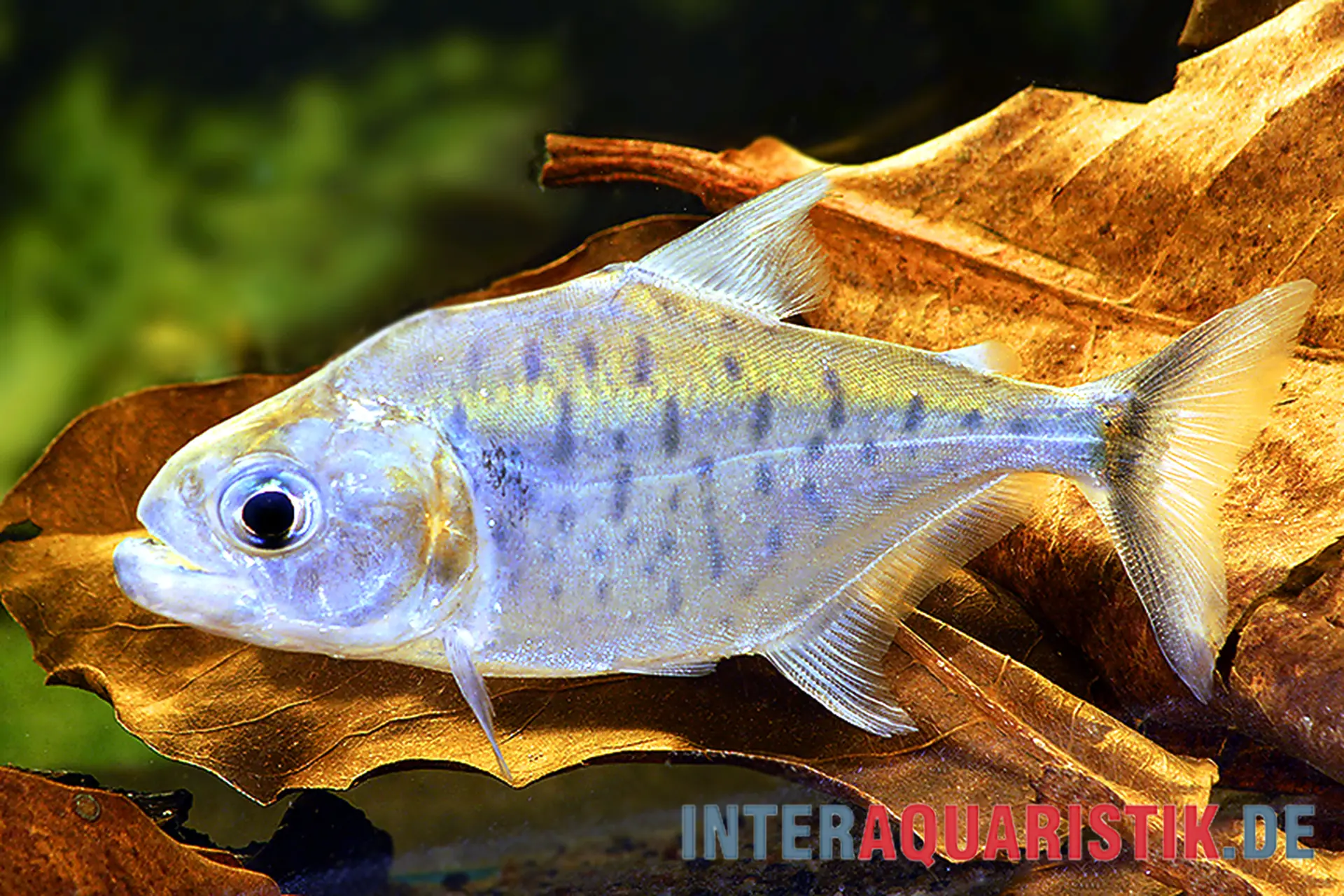 Nahaufnahme: silbrig-bläulicher Aquarienfisch liegt auf braunem Laubblatt vor grünem Hintergrund, Detailaufnahme für Aquaristik-Produkte