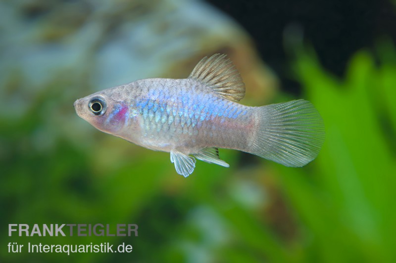 Blauer Platy, Xiphophorus maculatus