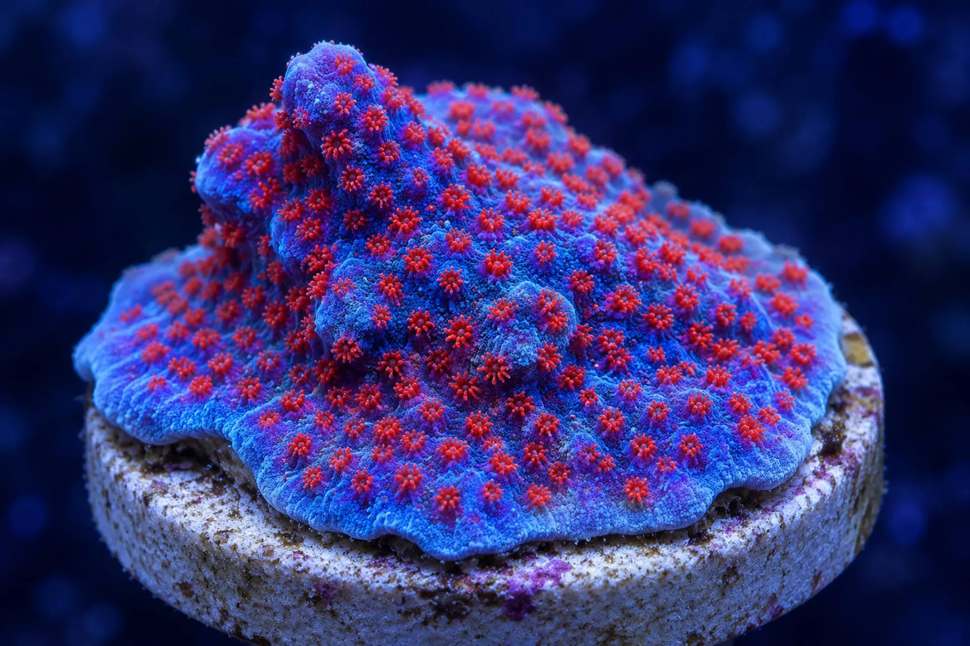 Montipora-Steinkoralle „Superman“ (Nachzucht), Montipora spec., Größe S–M