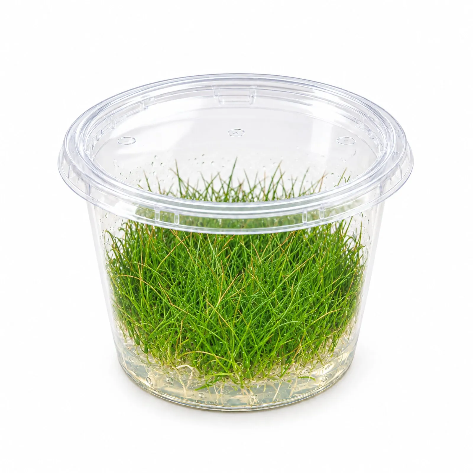 Mini-Nadelsimse, Eleocharis pusilla "Mini", In Vitro