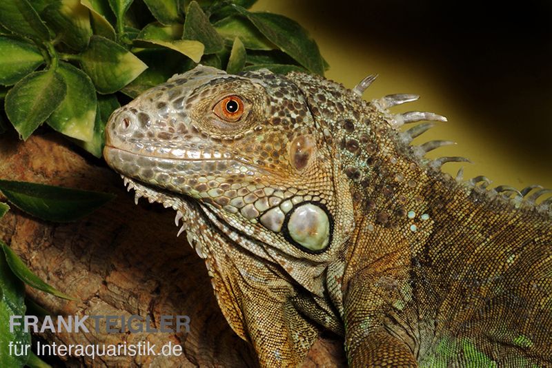 Grüner Leguan, Iguana iguana