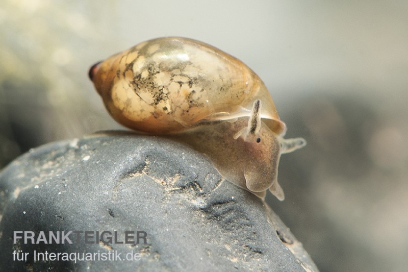 Quellblasenschnecke, Physa marmorata