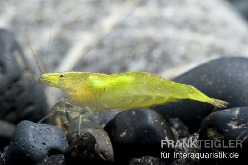 Grüne Zwerggarnele, Neocaridina babaulti