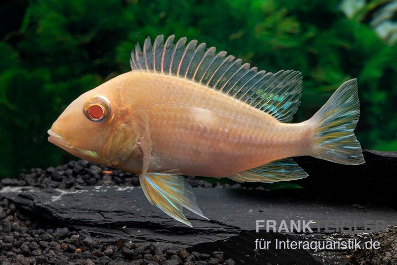 Albino-Rotkopf-Erdfresser, Geophagus sp. RIO TAPAJOS "Albino"